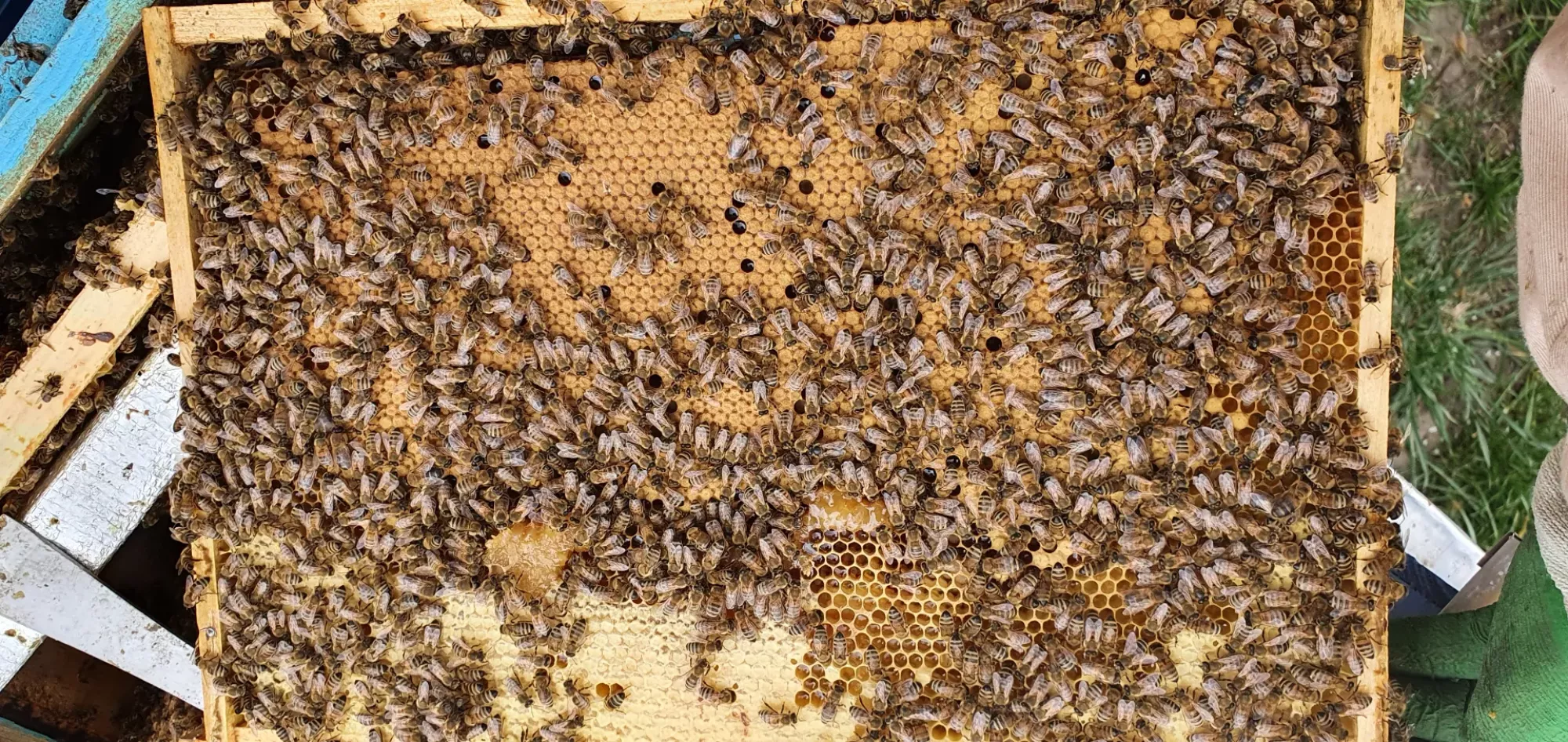 Бджоломатки бакфаст ф1 неплідні