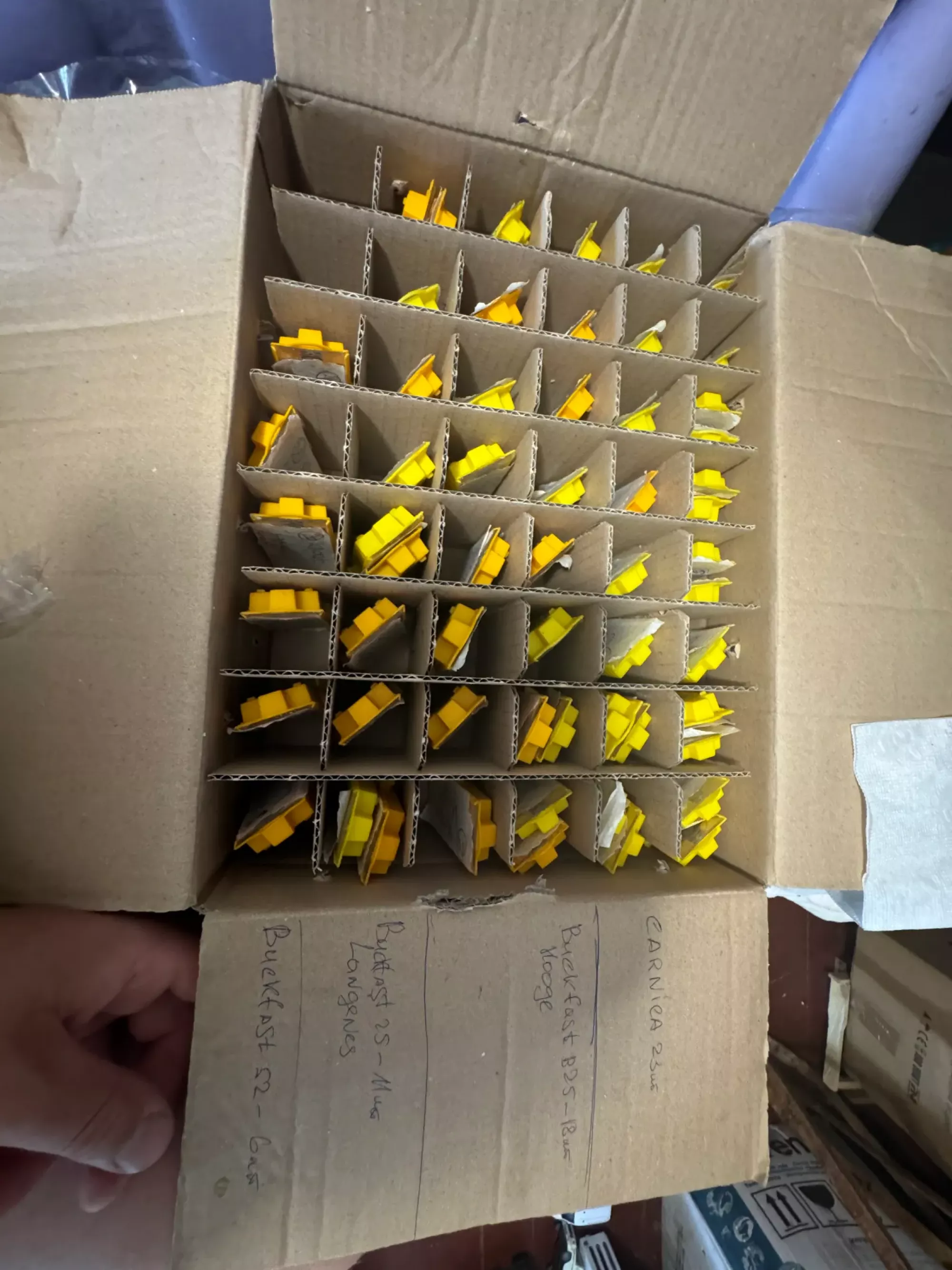 острівні бджоломатки бакфаст ф0