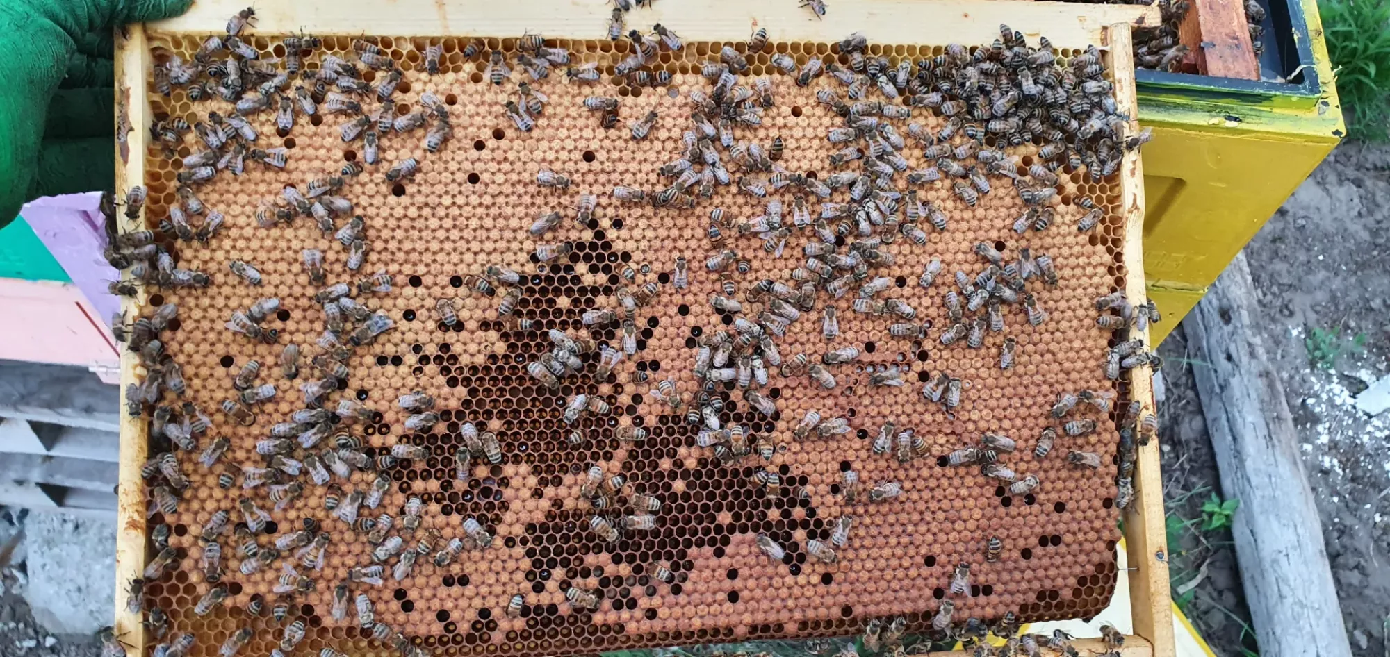 Бджоломатки бакфаст ф1 неплідні