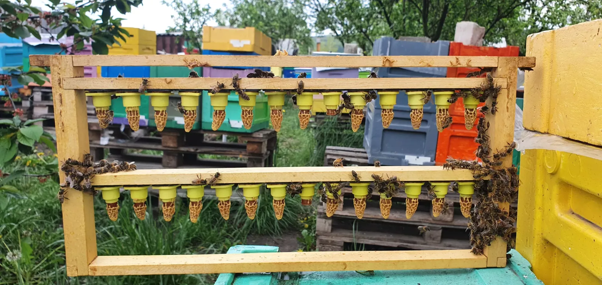 Бджоломатки бакфаст ф1 неплідні