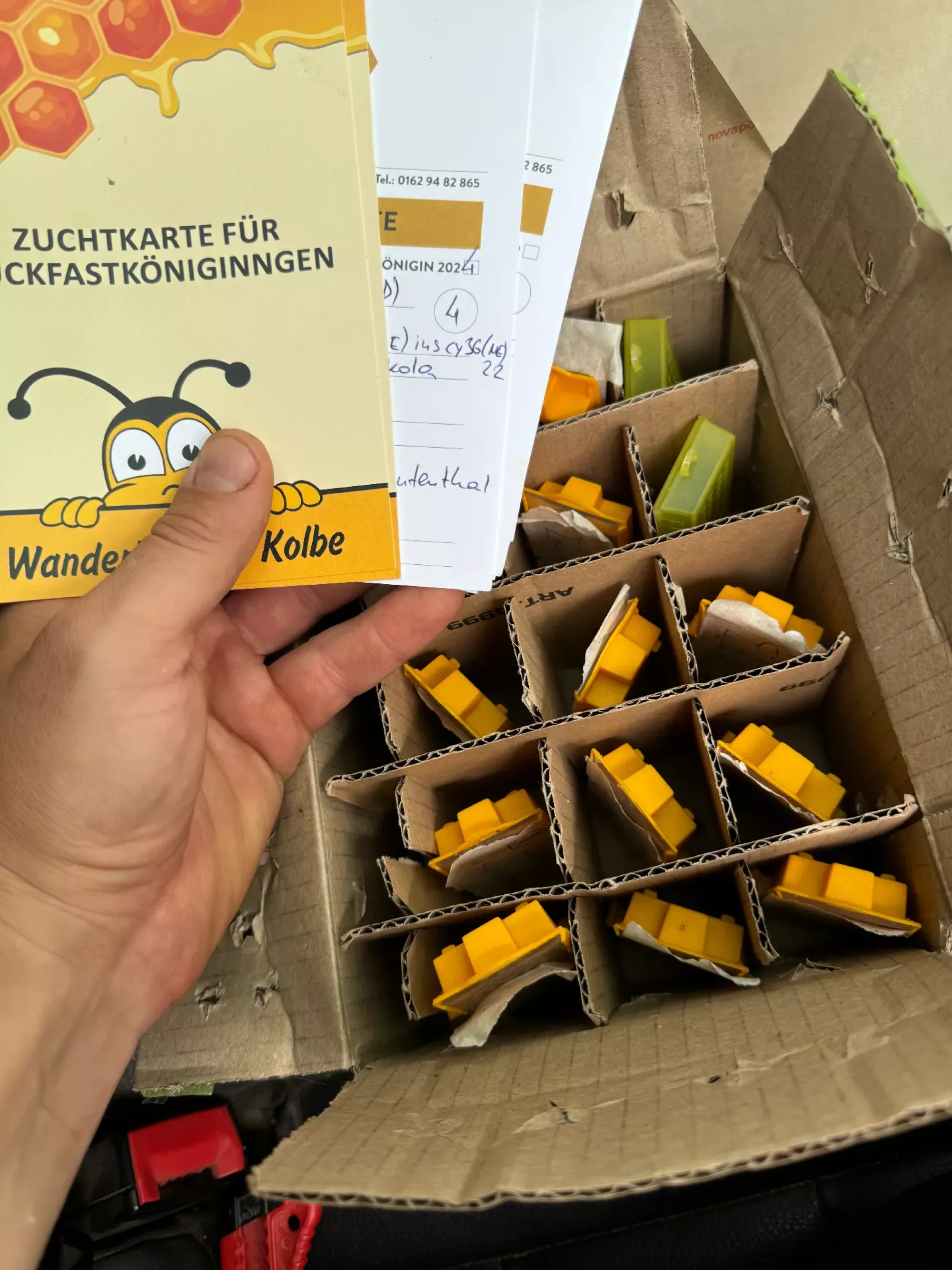 острівні бджоломатки бакфаст ф0