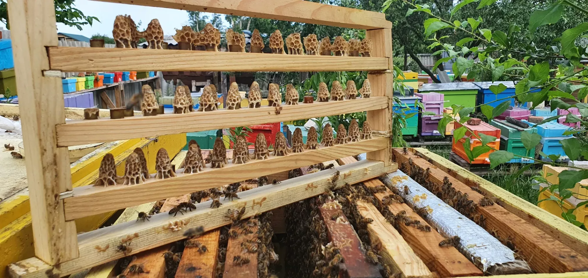 Бджоломатки Ф0 з лісового облітника