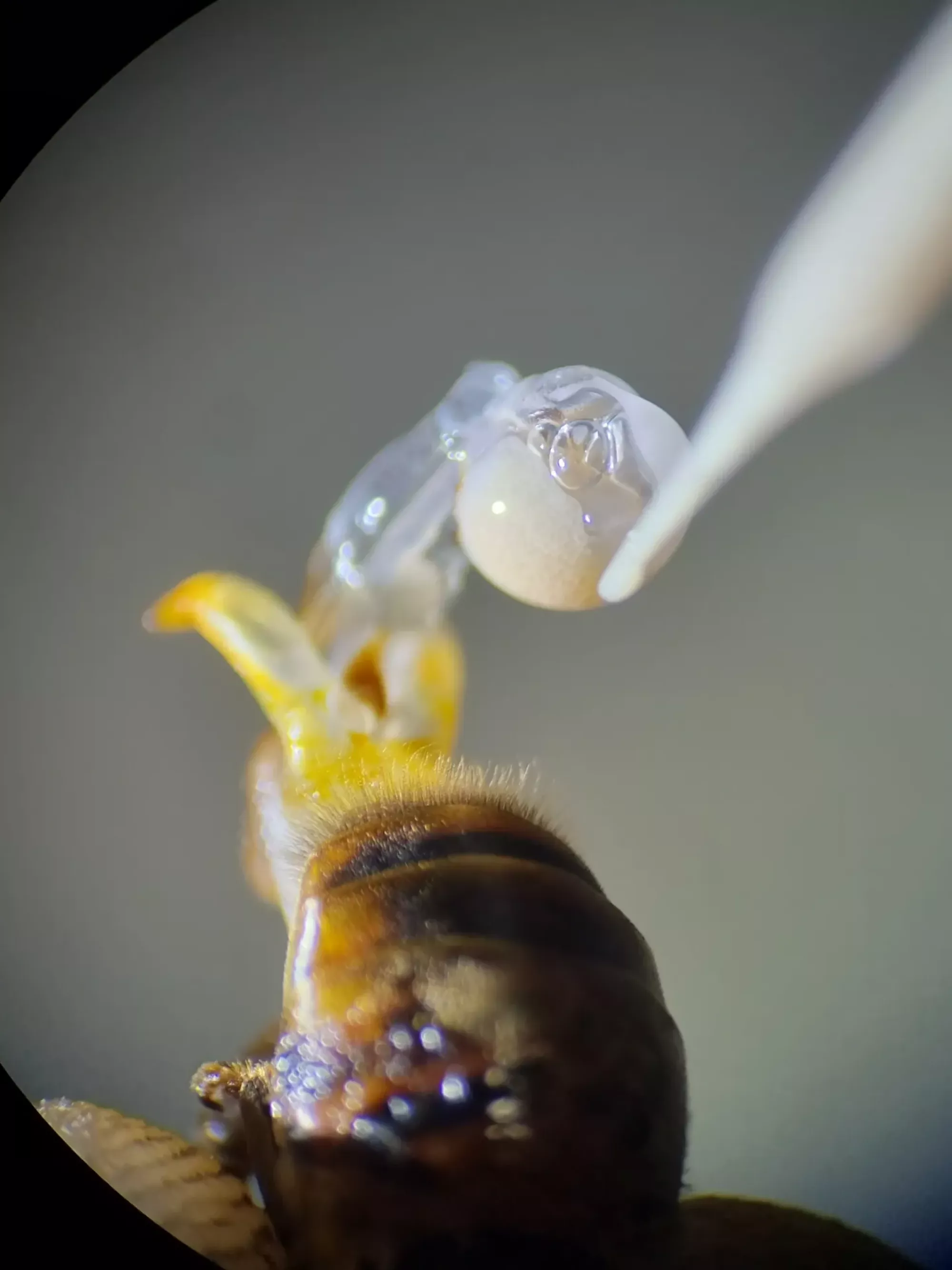 Бджоломатки бакфаст ШТУЧНОГО ЗАПЛІДНЕННЯ Ф0 !!