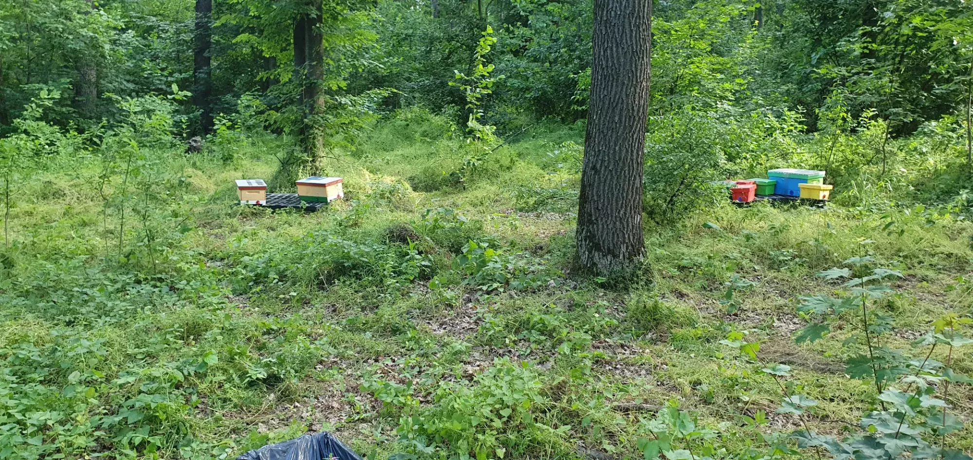 Бджоломатки Ф0 з лісового облітника