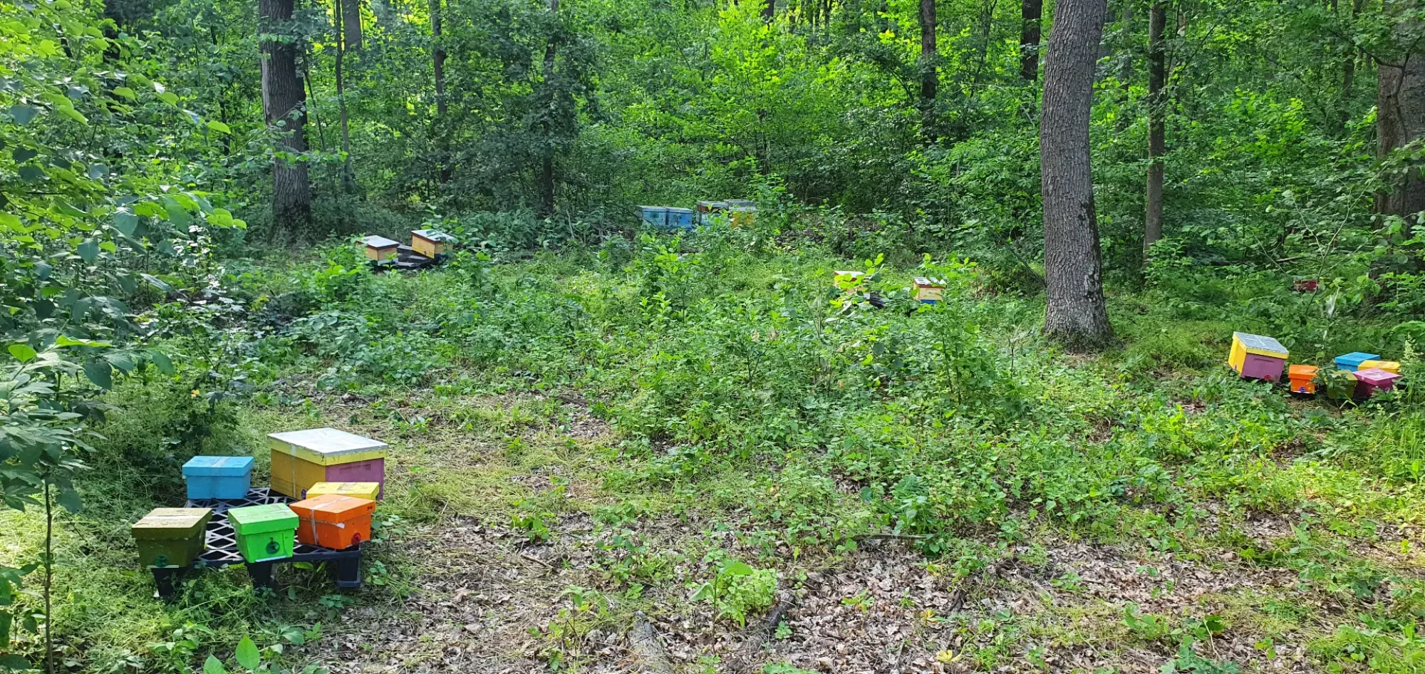 Бджоломатки Ф0 з лісового облітника