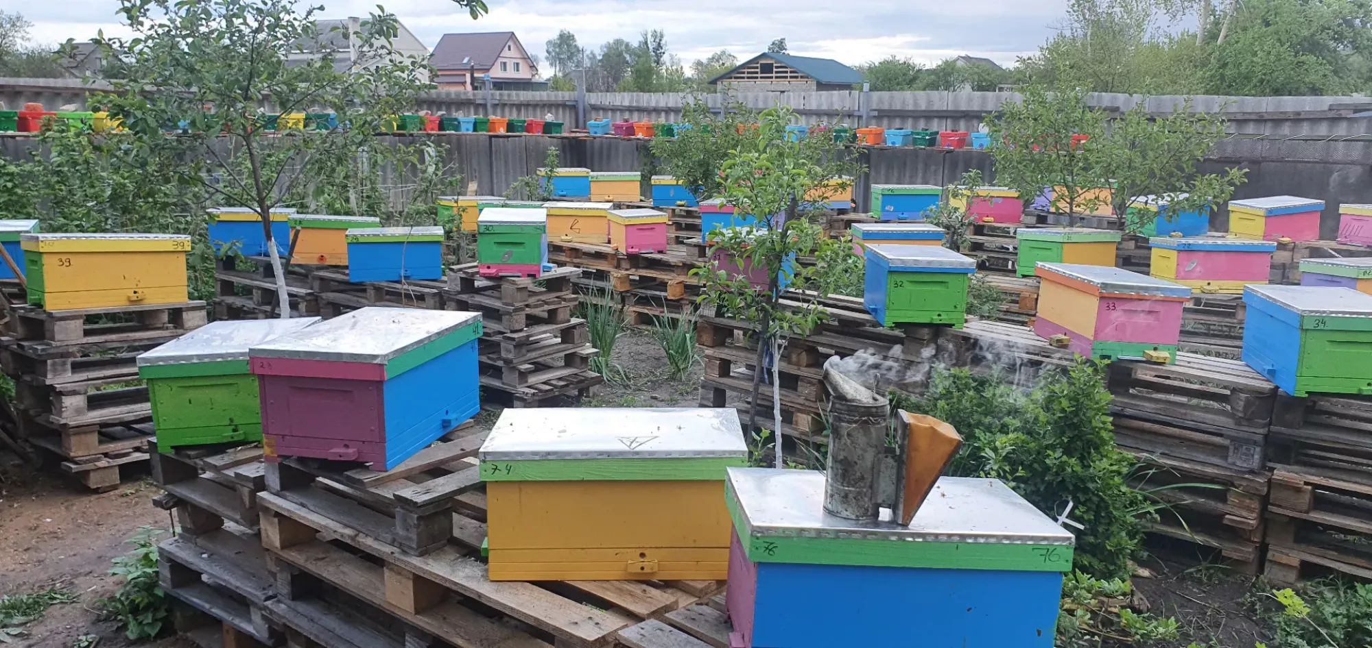 Бджоломатки бакфаст ф1 неплідні