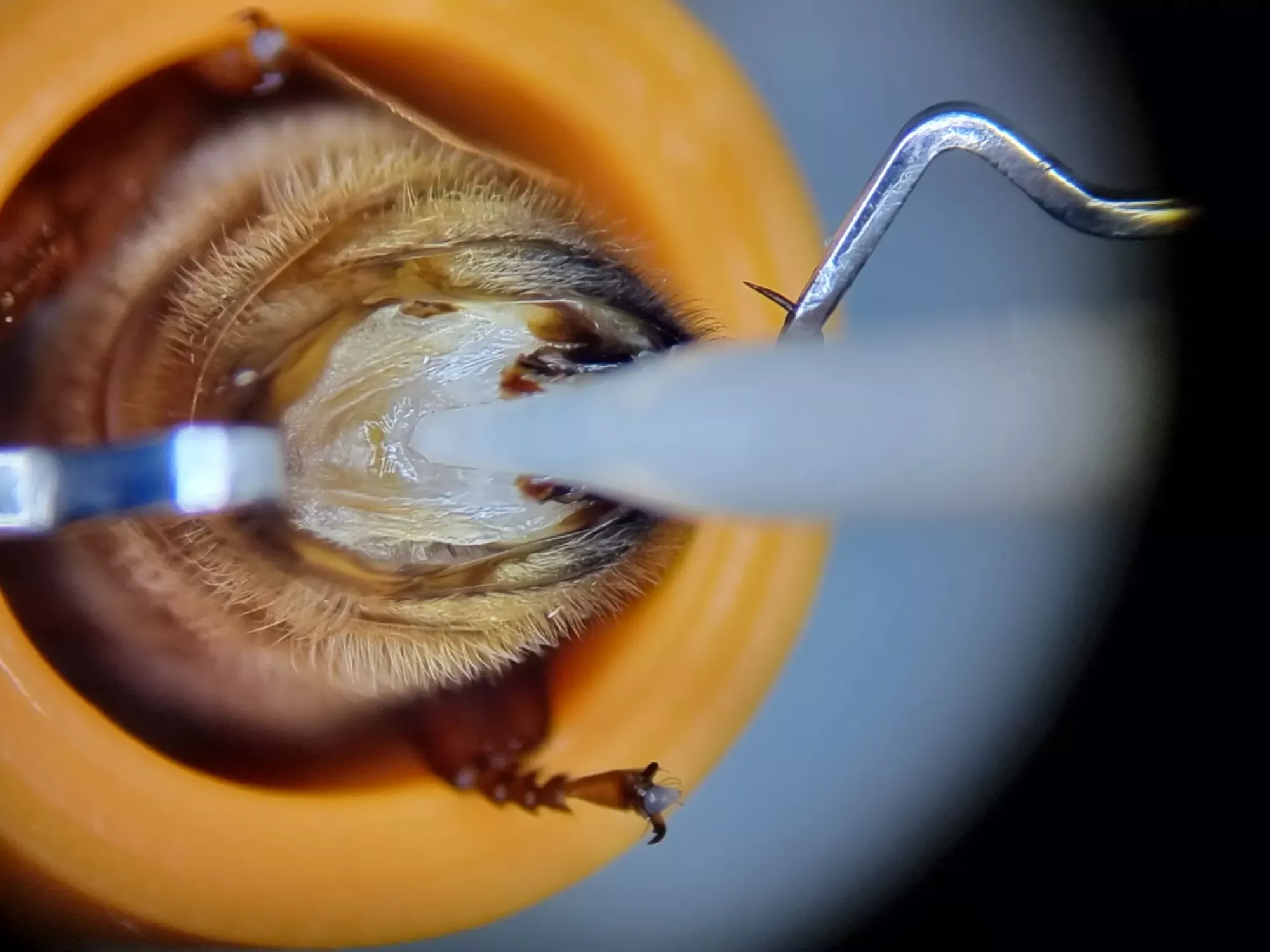 Бджоломатки бакфаст ШТУЧНОГО ЗАПЛІДНЕННЯ Ф0 !!