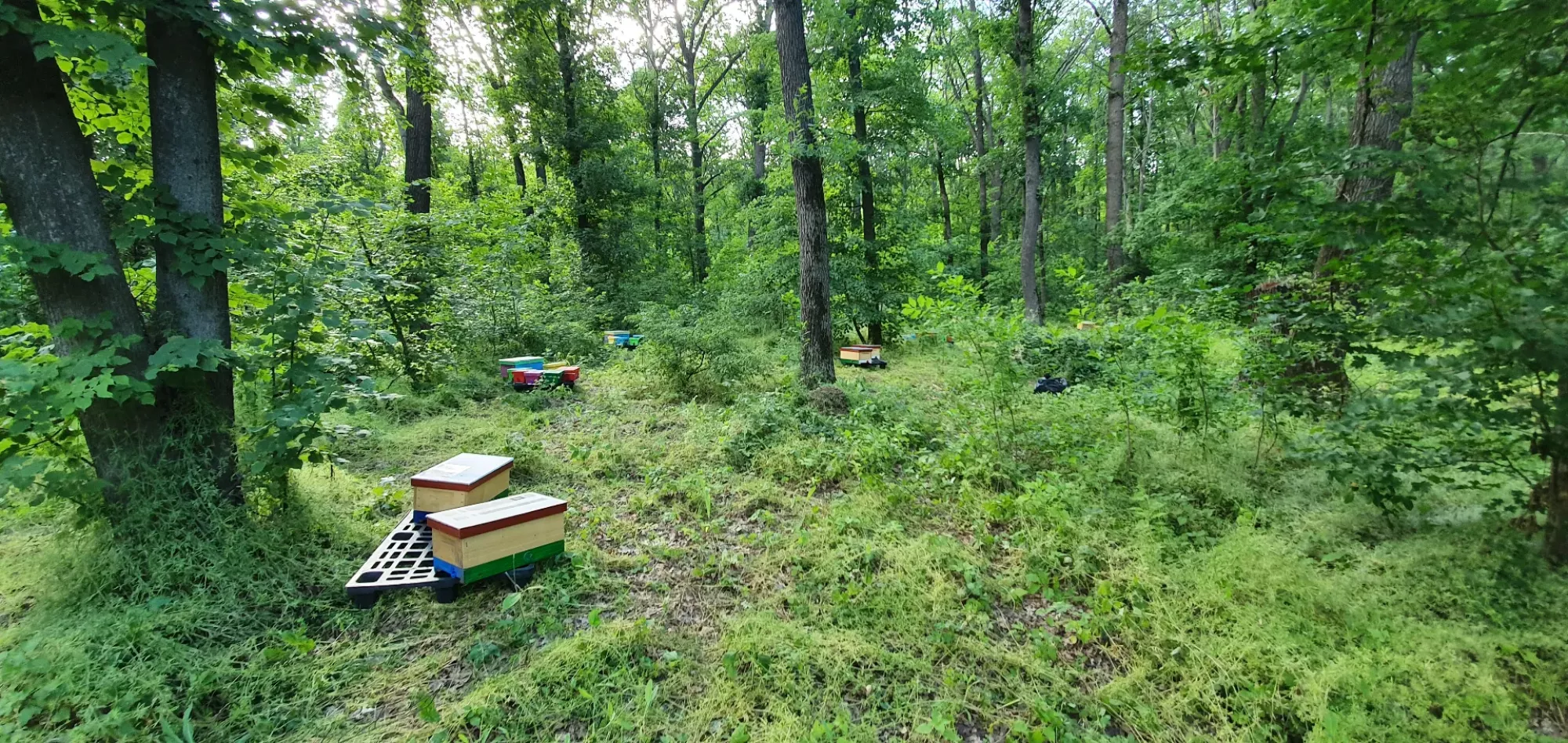 Бджоломатки Ф0 з лісового облітника