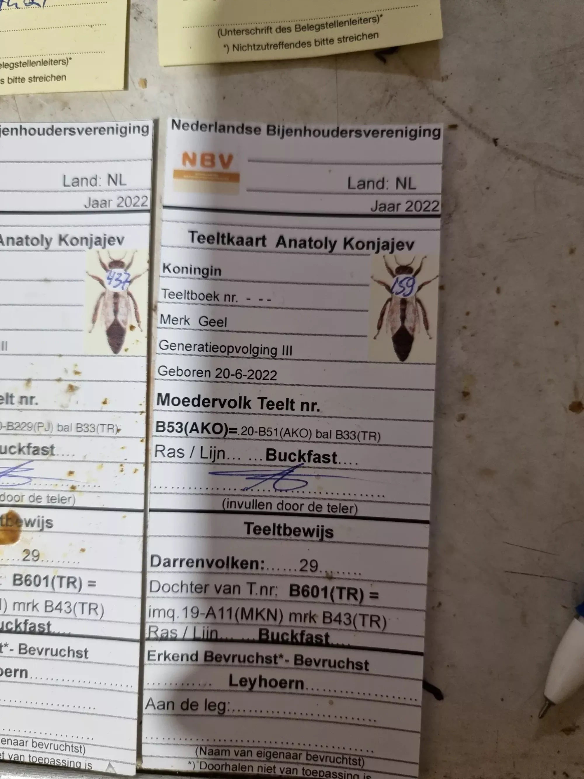 Бджоломатки F0 карніка Тройзек,Пешец ,Штрьомер ,Зінгер ,Кірхайн !