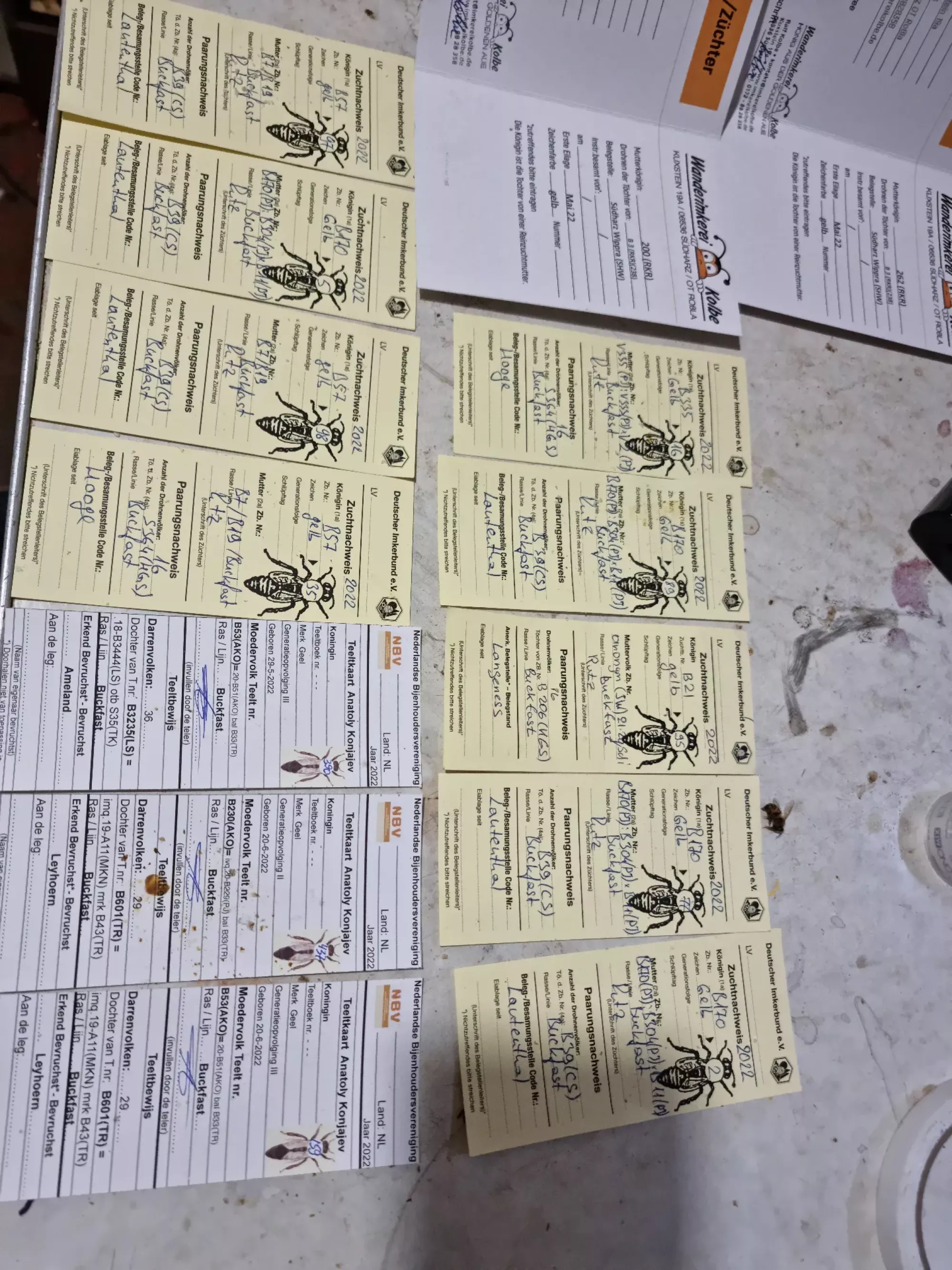 Бджоломатки F0 карніка Тройзек,Пешец ,Штрьомер ,Зінгер ,Кірхайн !