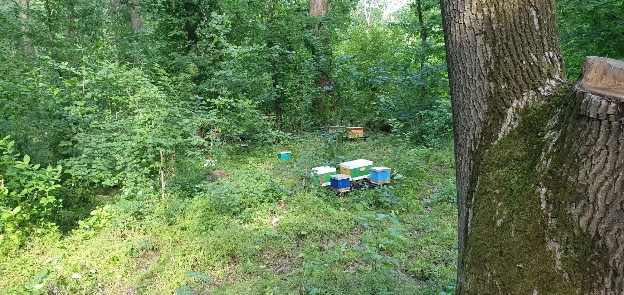 Бджоломатки Ф0 з лісового облітника