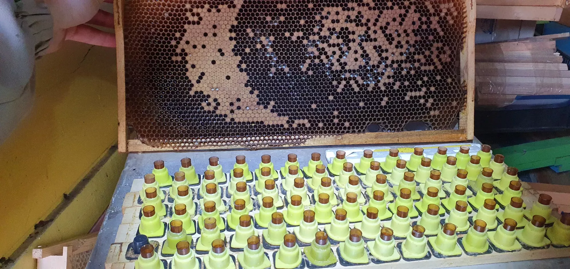 Бджоломатки бакфаст ф1 неплідні