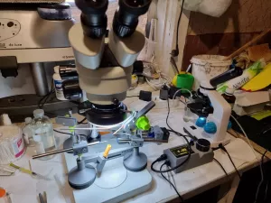 Бджоломатки бакфаст ШТУЧНОГО ЗАПЛІДНЕННЯ Ф0 !!