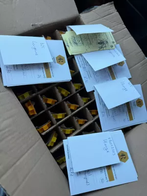 острівні бджоломатки бакфаст ф0