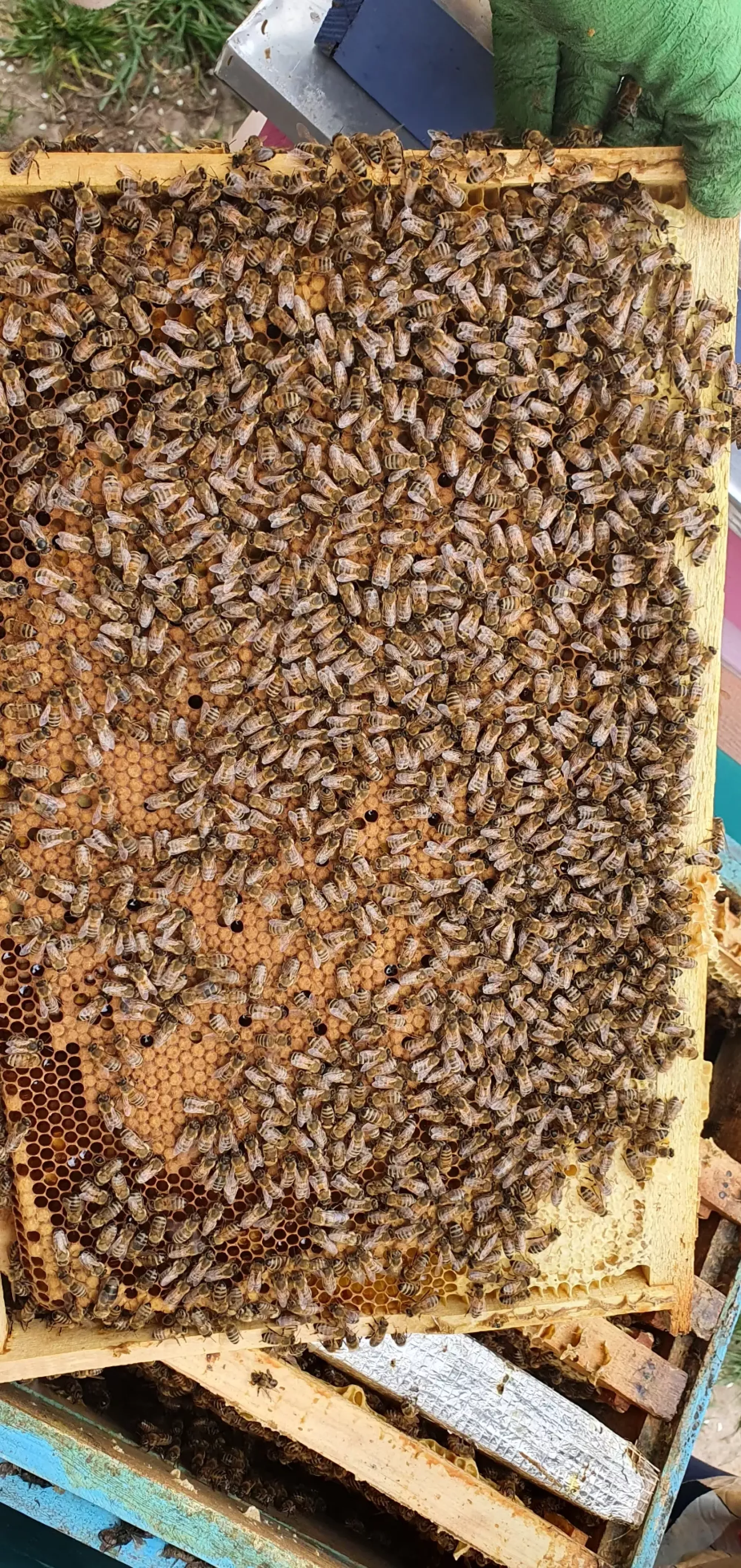 Бджоломатки бакфаст ф1 неплідні