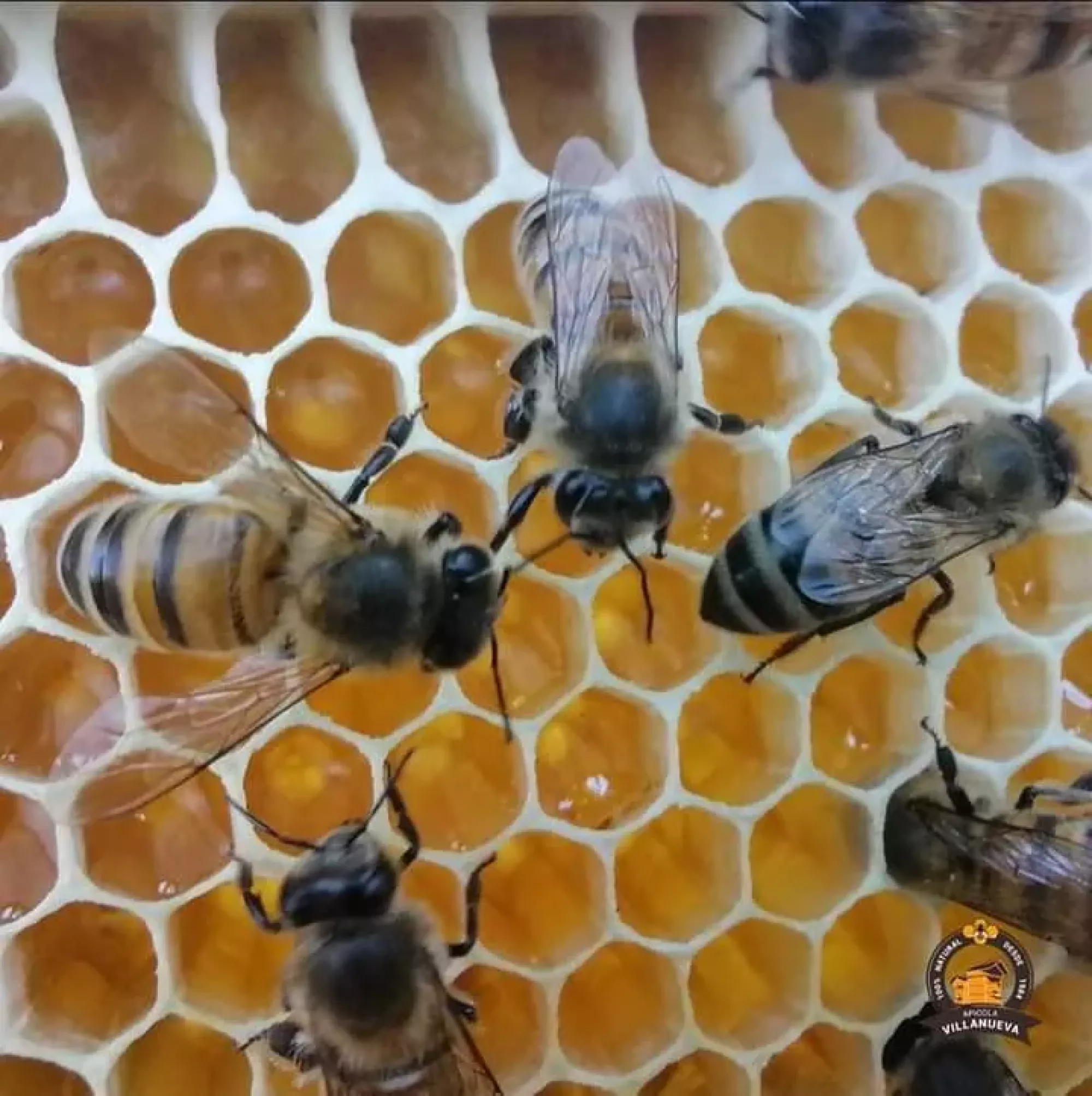 Бджолопакети 2026