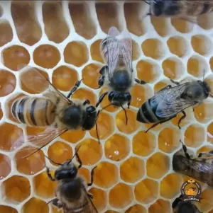 Бджолопакети 2026