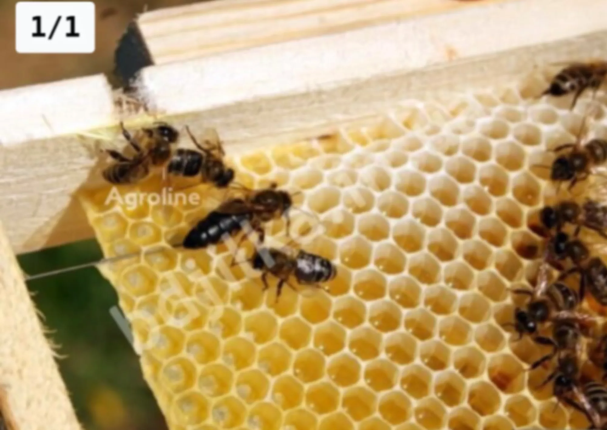 Бджоломатки Карпатської породи