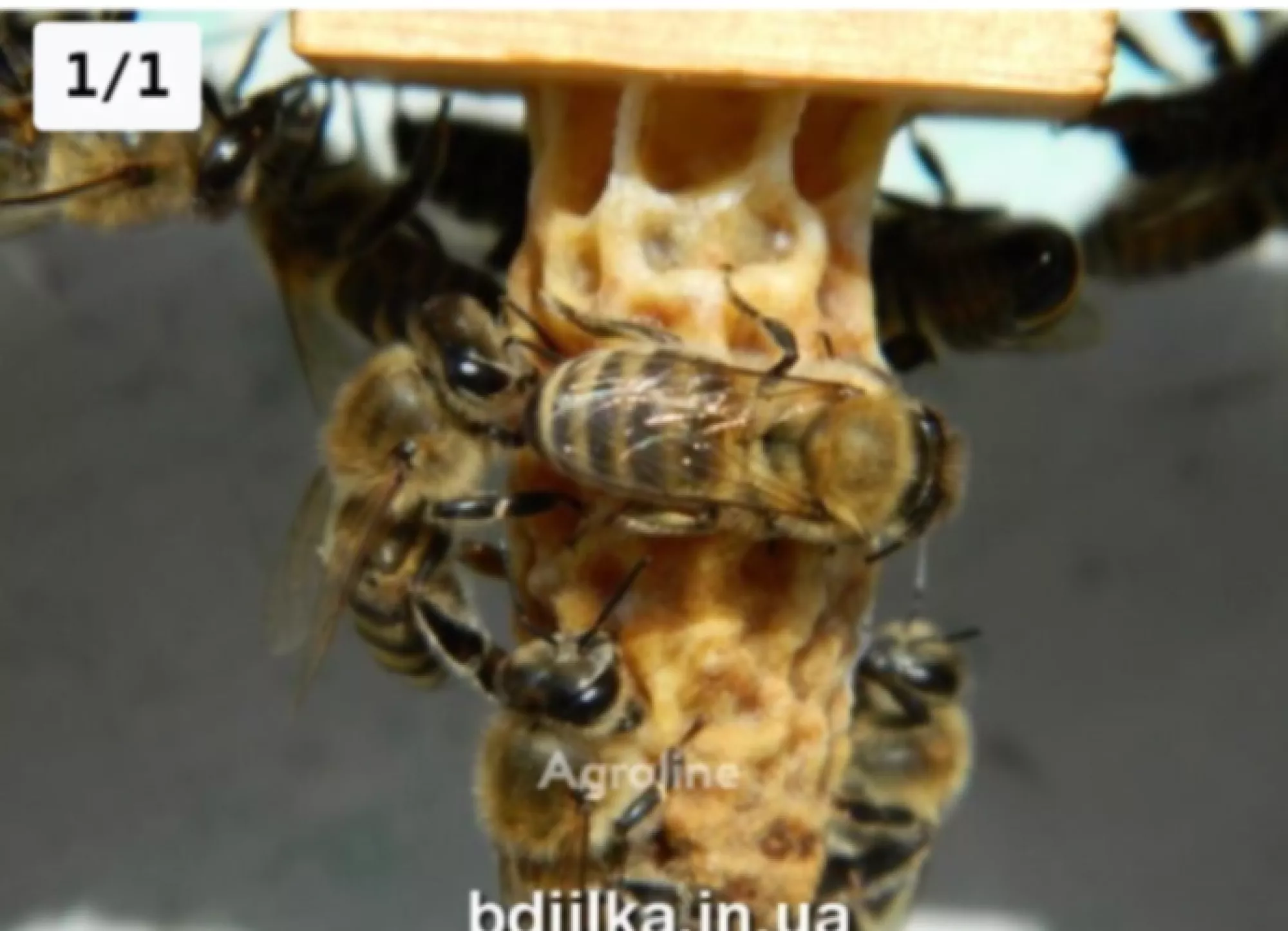 Бджоломатки Карпатської породи