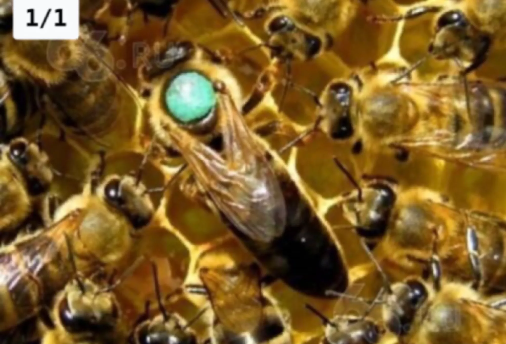 Бджоломатки Карпатської породи з бджолорозплідника