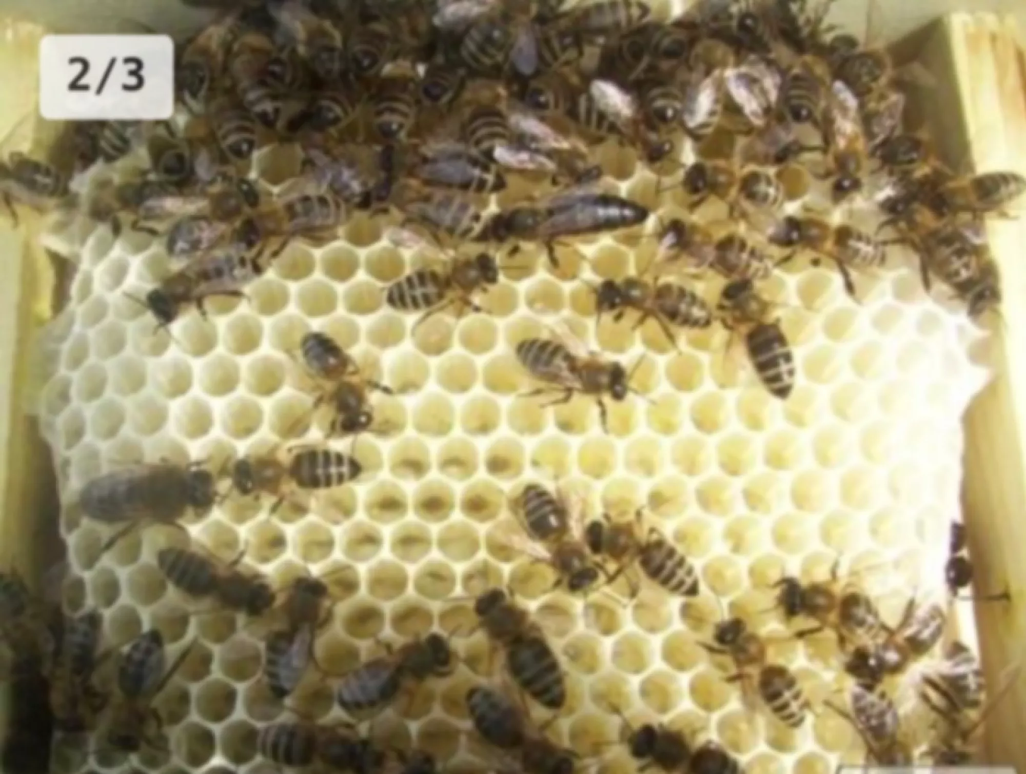 Бджоломатки Карпатської породи з бджолорозплідника