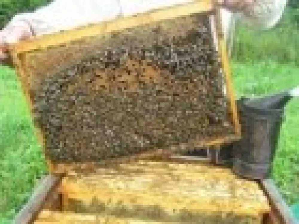 Продам бджолопакет 3+1 або 4.