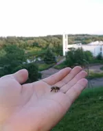 Олексій Олександрович Кравченко