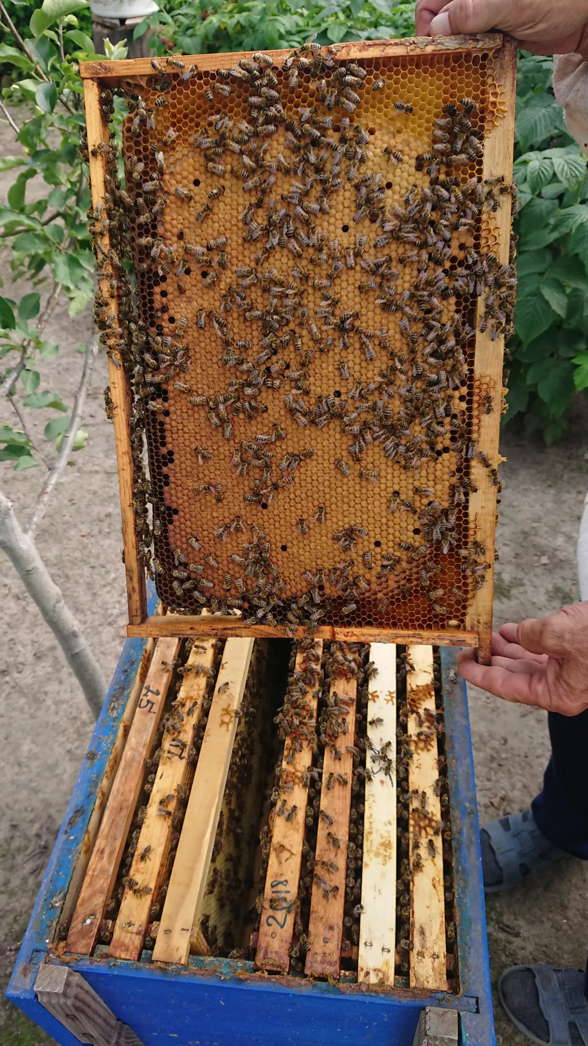 Бджолопакети Відводки Сім'ї
