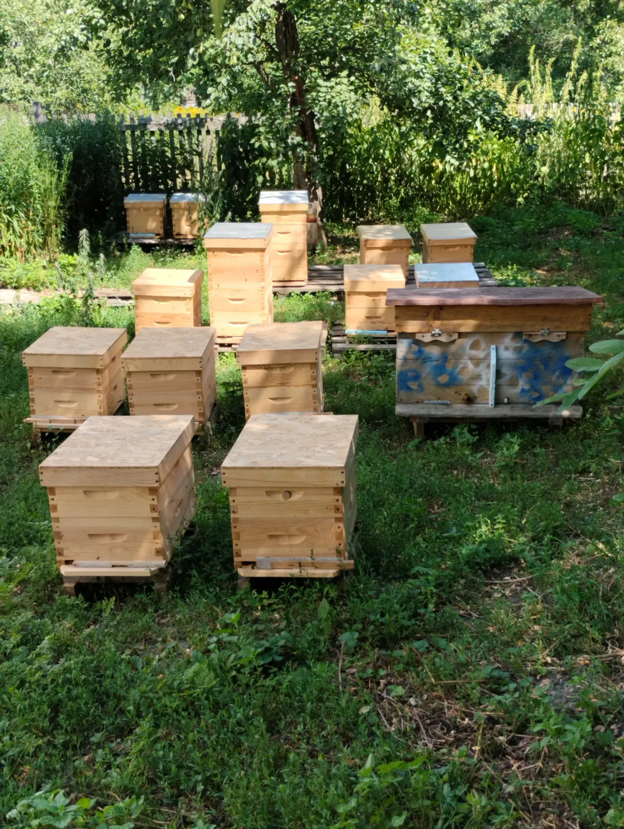 Бджолосімї