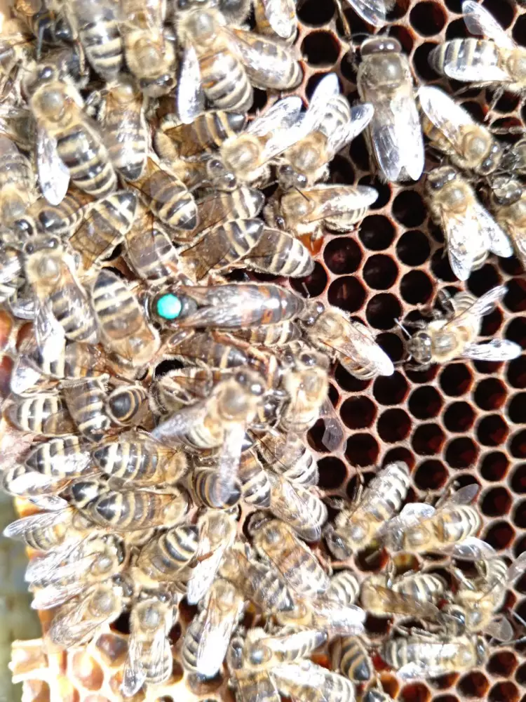 Бджоломатки КАРНІКА(скленар та пешець)