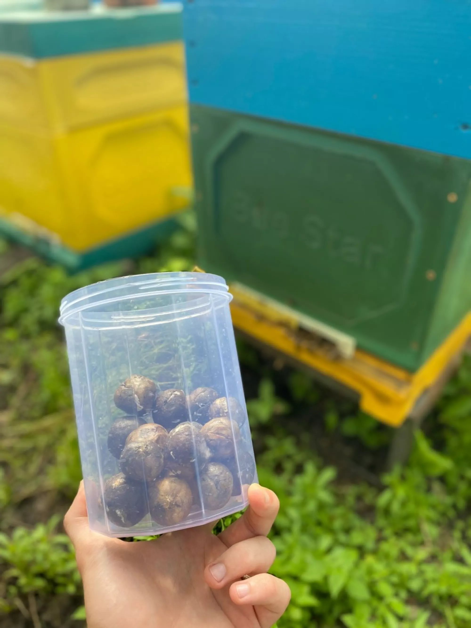 Бджолиний прополіс ціна за 100 грам