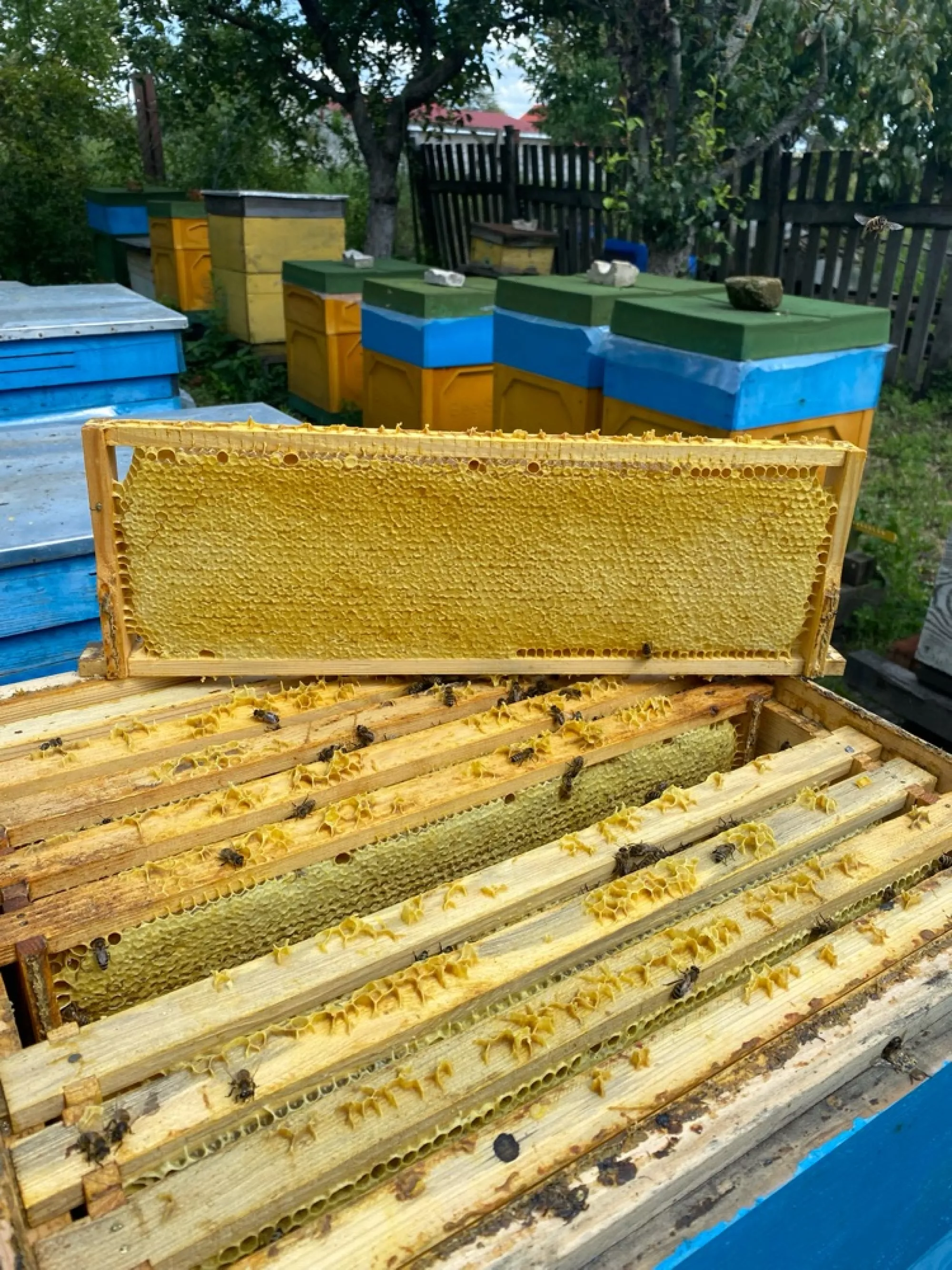 мед соняшник+різнотравʼя