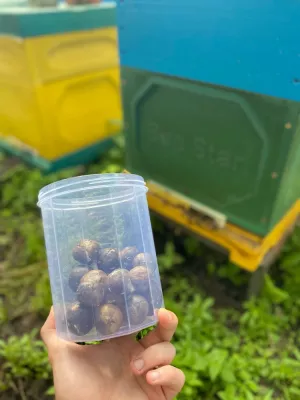 Бджолиний прополіс ціна за 100 грам