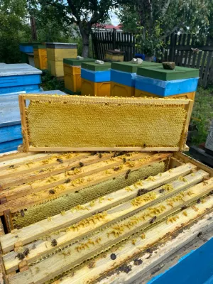 мед соняшник+різнотравʼя