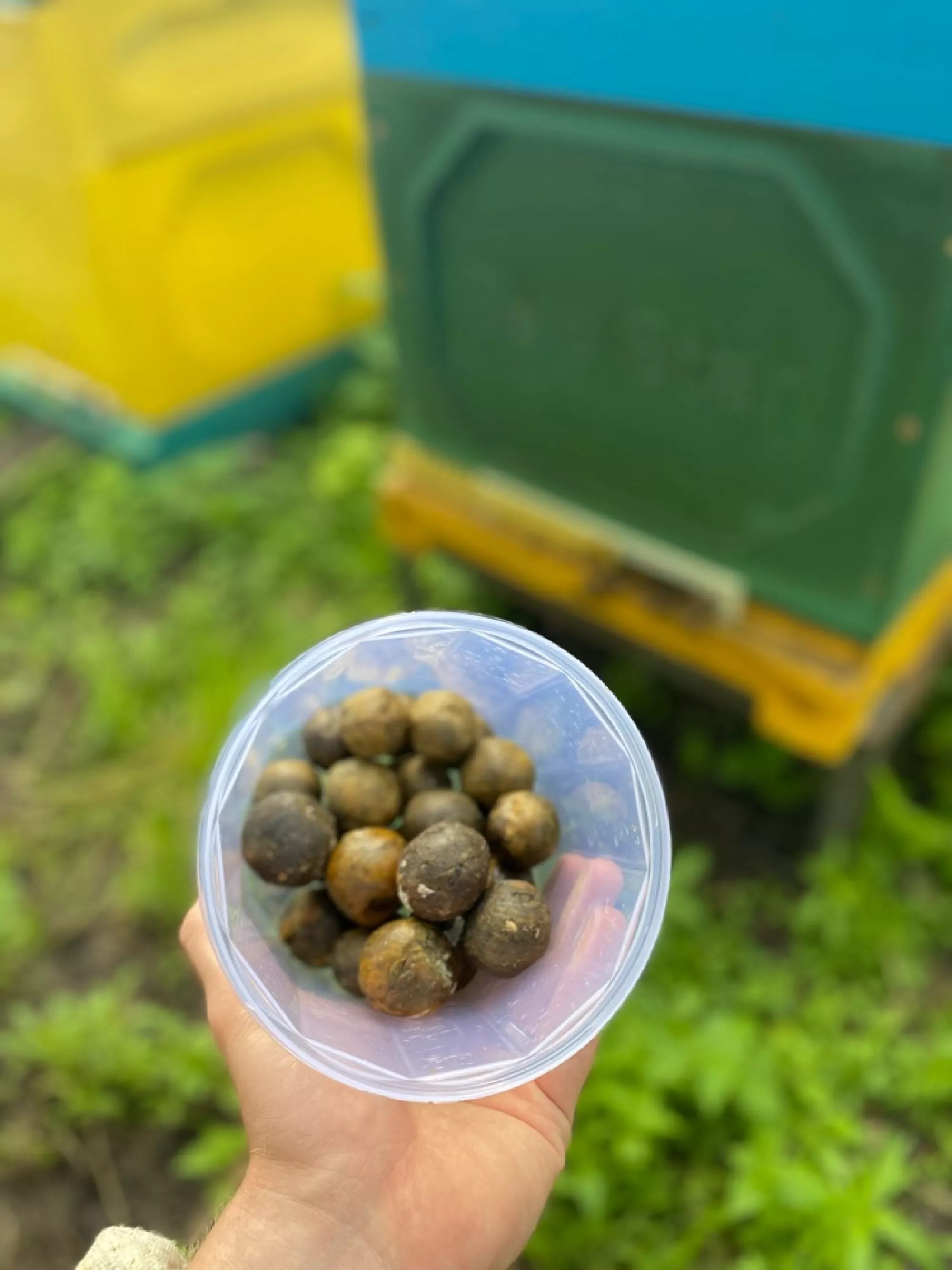 Бджолиний прополіс ціна за 100 грам