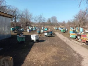 продам пчелосемьи бакфаст карника