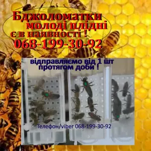 Бджолині плідні матки Карпатка 2025 року. Бджоломатка. Пчеломатка Карпатской породы