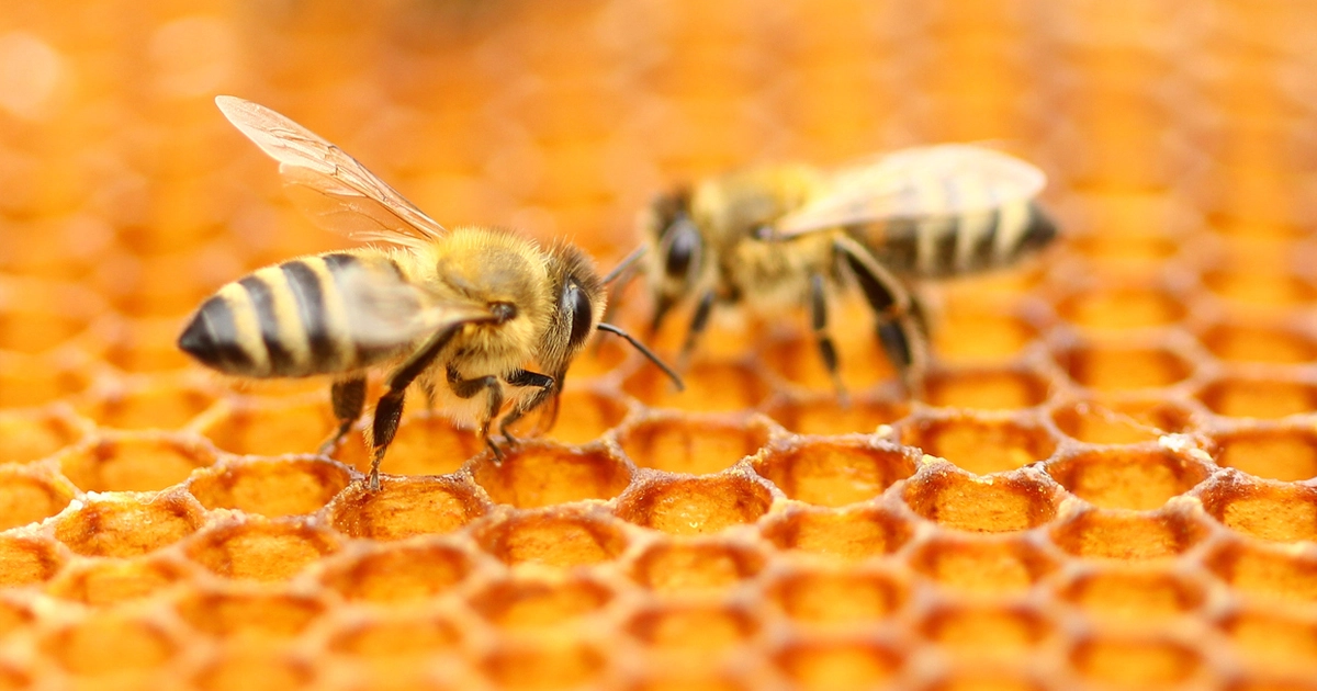 Зачем метить пчеломатку?