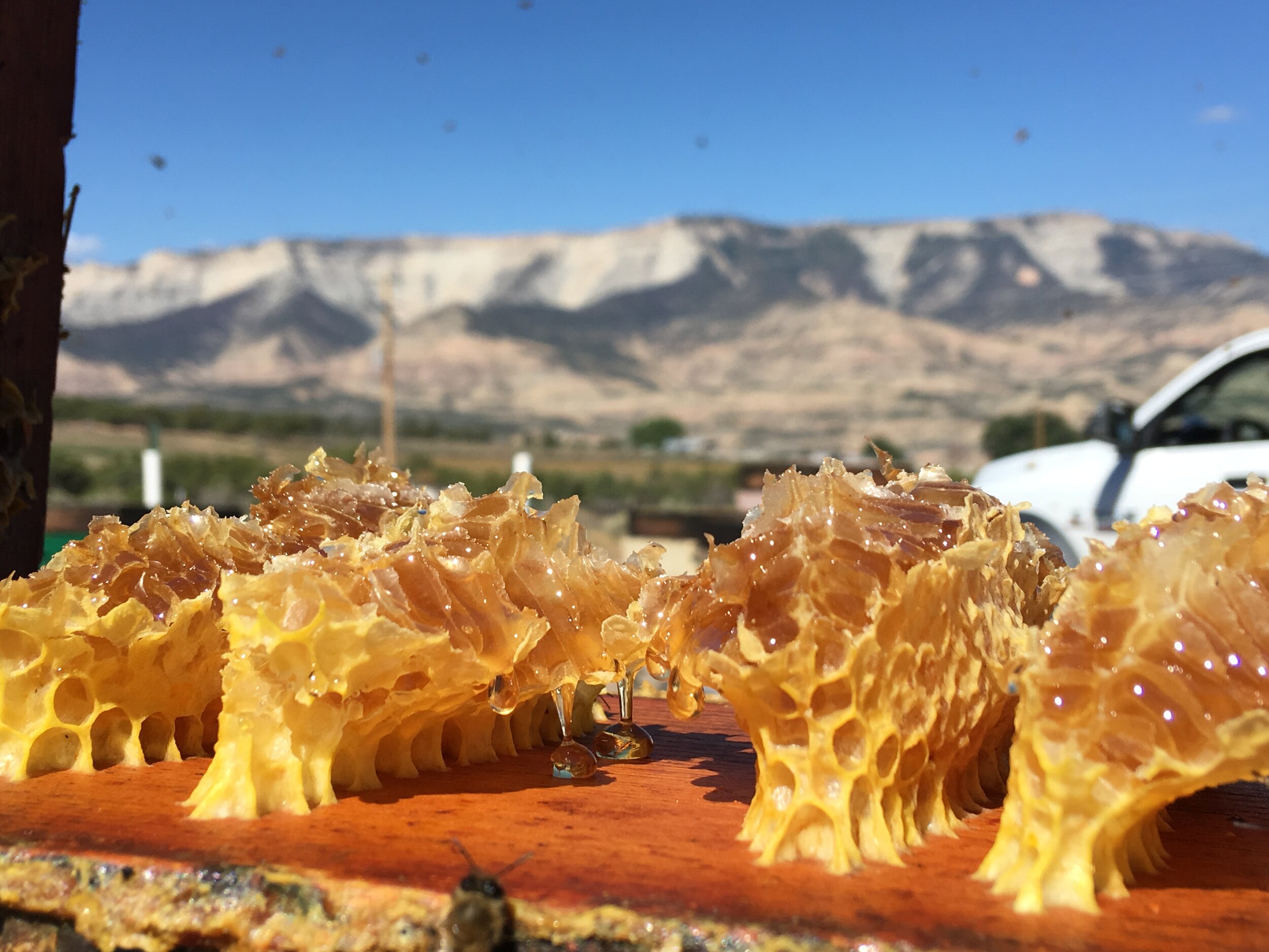 У чому цінність гірського меду
