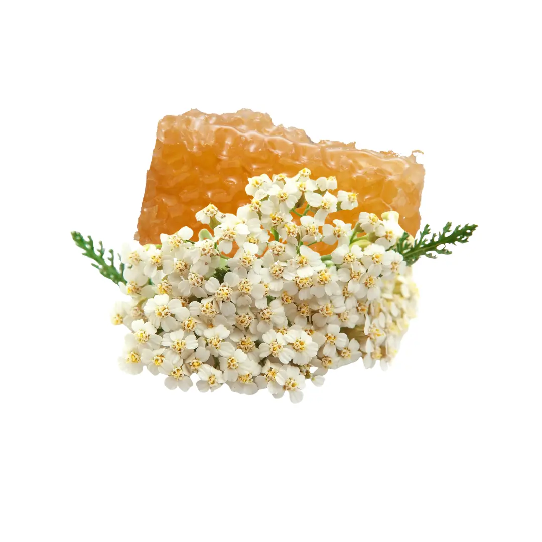 Медоносні рослини - єБджоли