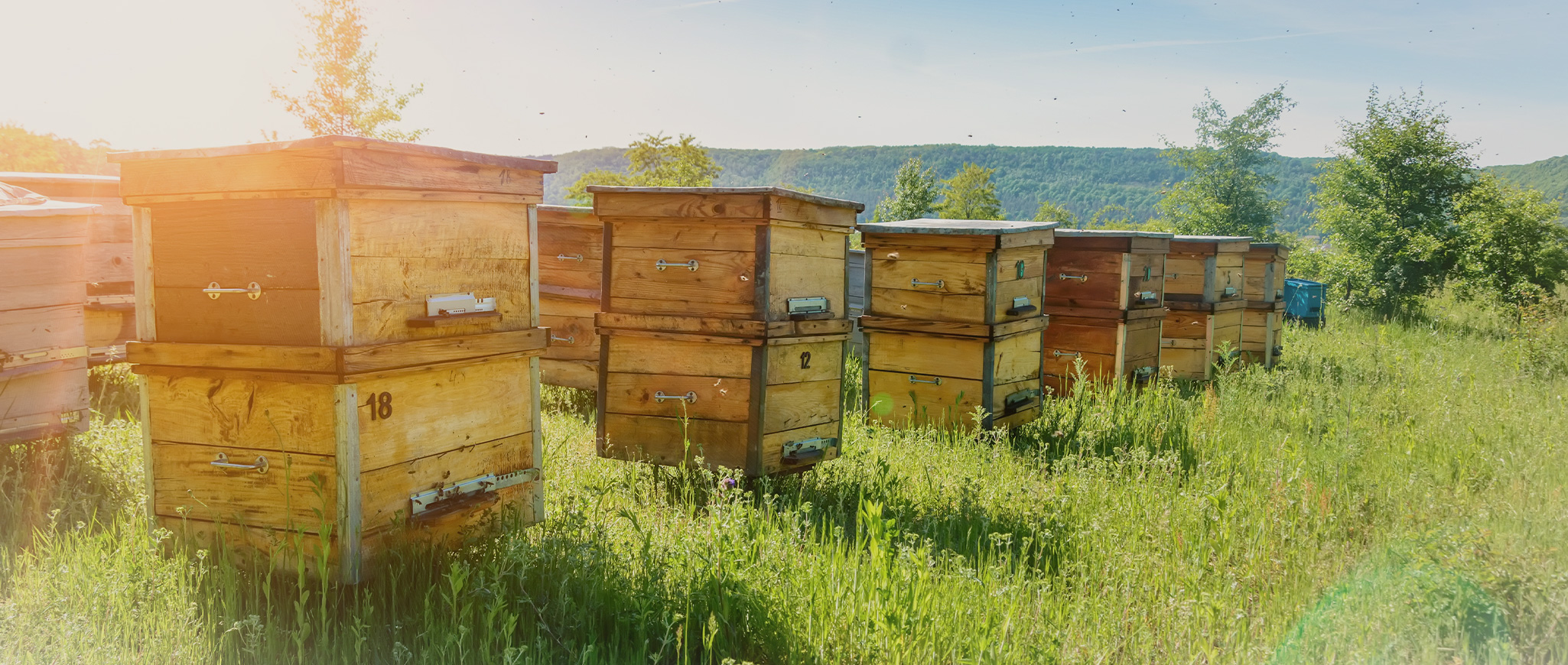 Секрети успішної пасіки: як забезпечити здоров'я та комфорт бджіл