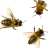 Бджолосім'ї